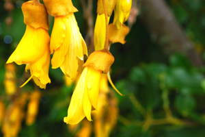 Kowhai - New Zealand's national flower. 