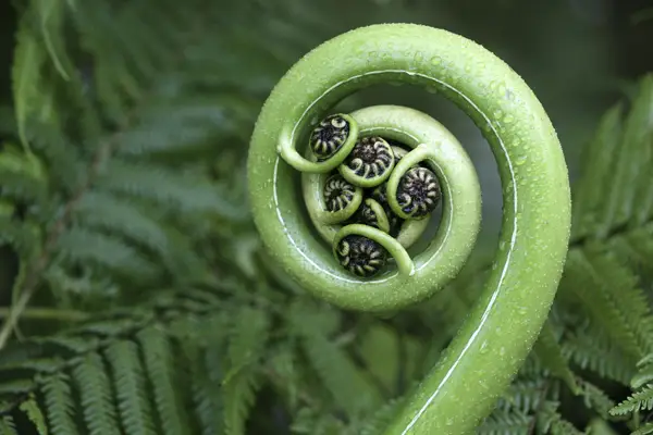 A New Zealand fern - the Koru. 