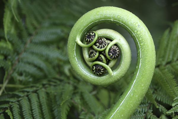 A New Zealand fern - the Koru. 